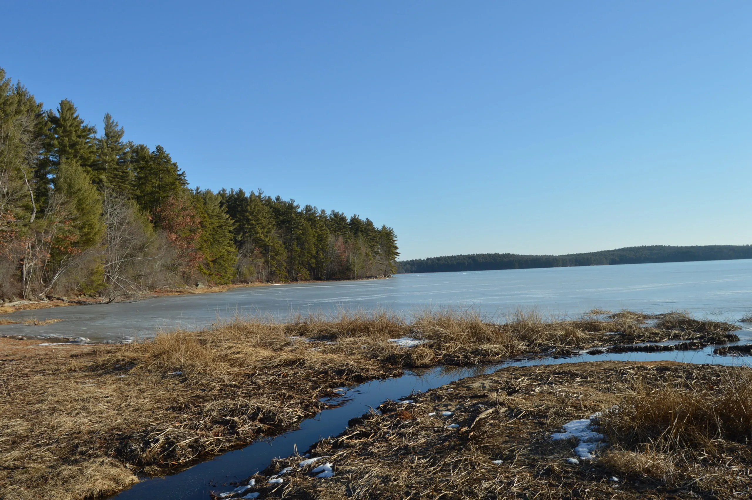 Massabesic Lake: Where Snakes and City Life Coexist