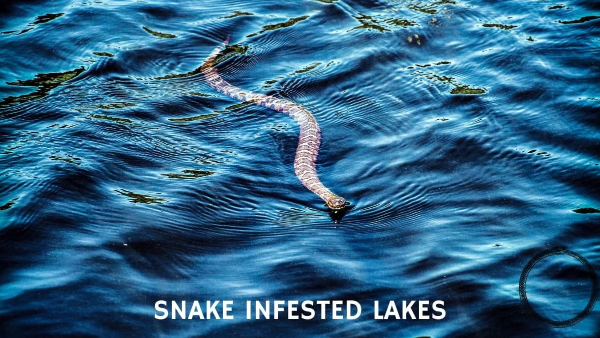 Top 5 Most Snake Infested Lakes in Alabama in 2024