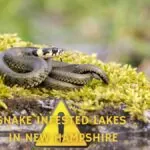 Top 5 The Most Snake-Infested Lakes in New Hampshire