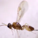 Images: Wasp larva implanted in fruit flies, growing inside and tearing them open