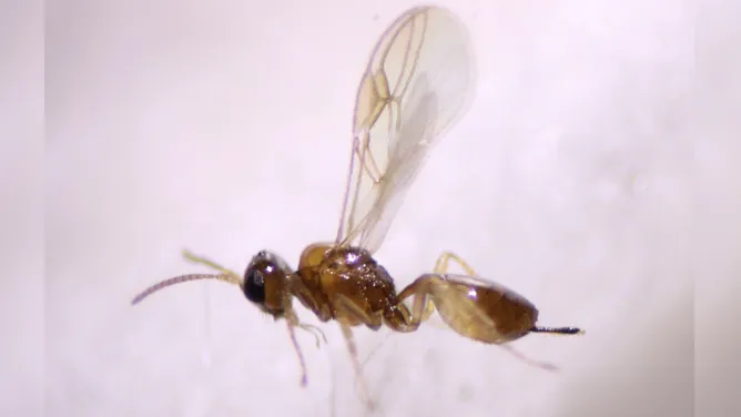 Images: Wasp larva implanted in fruit flies, growing inside and tearing them open