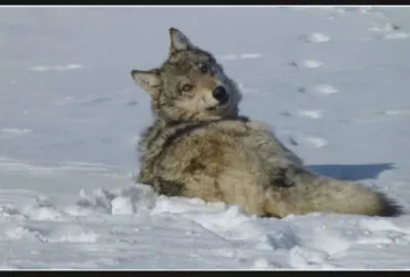 Federal authorities probe the "unlawful death" of reintroduced wolf in Colorado