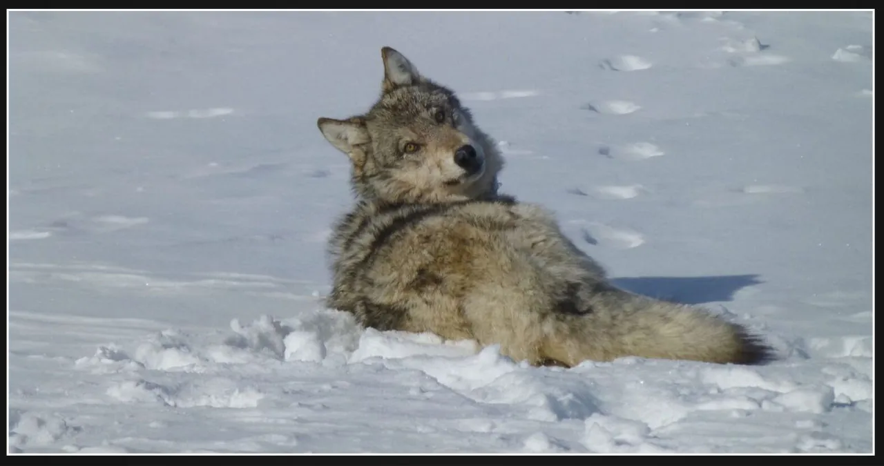 Federal authorities probe the "unlawful death" of reintroduced wolf in Colorado