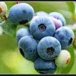 Global spread of disease devastating blueberry plants