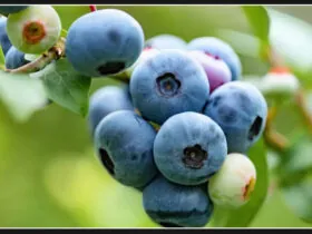 Global spread of disease devastating blueberry plants