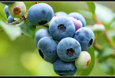 Global spread of disease devastating blueberry plants