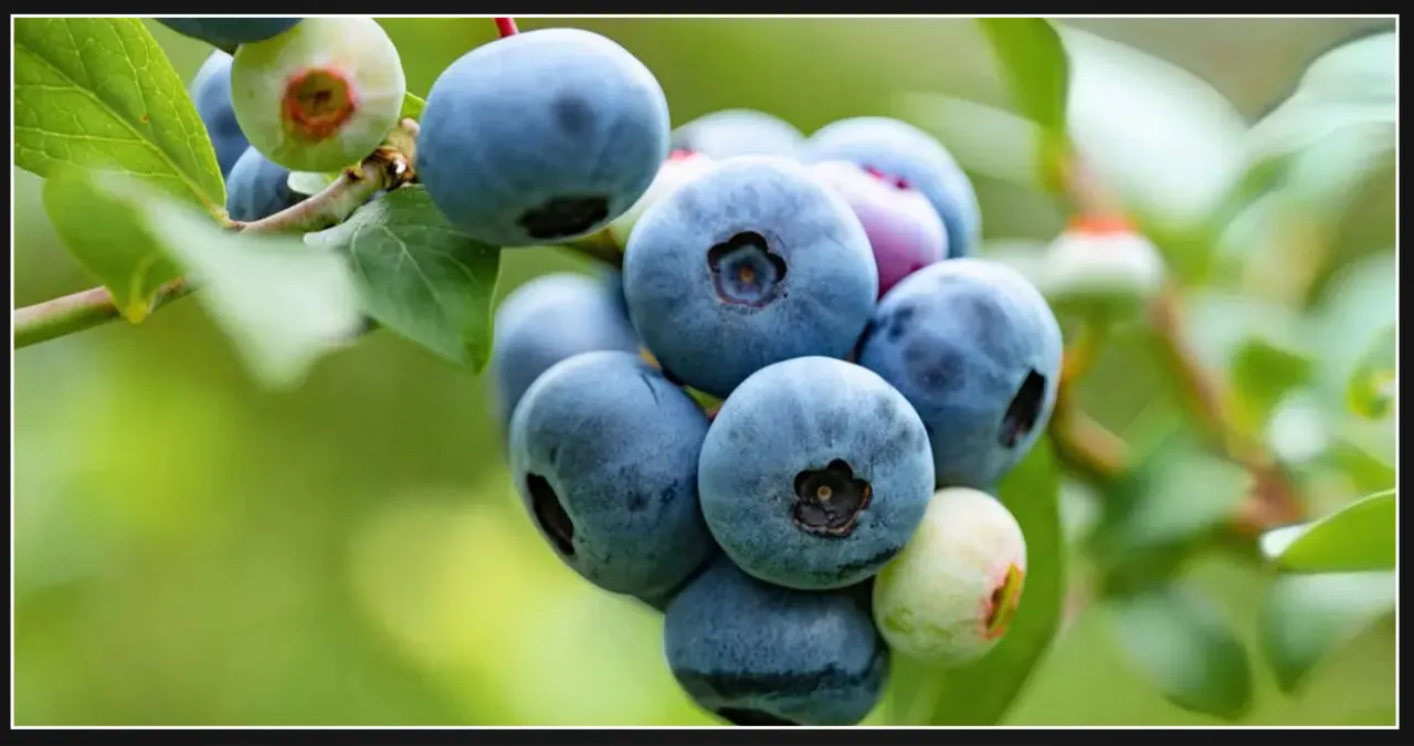 Global spread of disease devastating blueberry plants